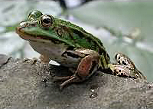 groene kikker